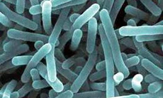 Hiểm họa do nhiễm khuẩn Listeria monocytogenes